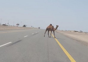 إبل سائبة تتسبب في وفاة رضيع وخادمة بحفر الباطن