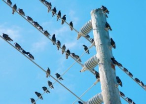 لماذا لا تتعرض الطيور للصعق كهربائيا عند وقوفها على أسلاك الضغط العالي؟.. شركة الكهرباء تجيب