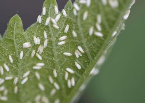 الذبابة البيضاء تُهدد مزارع الشرقية.. و”الزراعة” تُوضح الأسباب وسُبل المكافحة (فيديو)