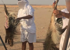 بعد فيديو ذبـح “الضبع والنيص”.. “الحياة الفطرية”: أبلغنا الجهات المعنية لاتخاذ الإجراءات النظامية