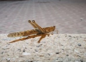 أمانة القصيم تقرر إيقاف بيع الجراد والتحذير من أكله لتعرضه للمبيدات