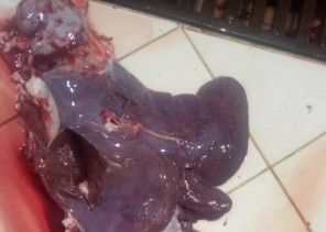 إعدام جَمل مصاب بالجدري وإغلاق ملحمة بضرية القصيم