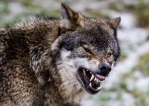 “المسند” يفند مزاعم انتشار الذئاب في القصيم بعد هطول الأمطار