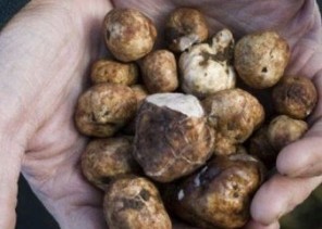 الفقع” يحبس 55 شخص 3 أشهر ويُغرِّمهم 10 آلاف ريال!!