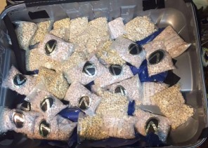 إحباط محاولة تهريب 3 ملايين حبة كبتاجون كانت مخبأة في إرسالية قادمة للمملكة