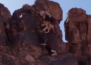 في تصرف إنساني.. فيديو لمواطن ينقذ كلباً علق بين صخرتين في جبال حائل