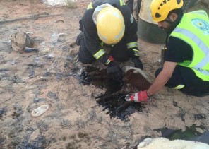 بالصور..نفوق عدد من الأغنام شمال حزم الجلاميد بسبب القار