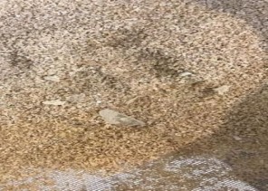 مواطن يشتري دقيق مخلوط بقطع زجاج ويبلغ عن المطحنة