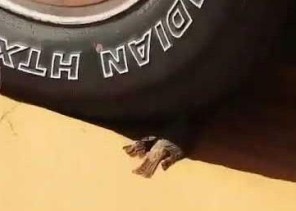 فيديو.. كيف تعامل مواطن مع طائر صغير يحتمي من حرارة الشمس في الصحراء؟