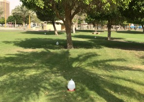 في بادرة تعد الأولى من نوعها   رئيس بلدية الخبر يطلق ” رحمة ” لسقيا الطيور في الأماكن العامة