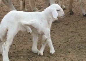 ولادة “طلي” بستة أرجل في الطائف