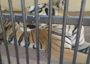 نمر هارب يقتـل عامل مزرعة وأغناماً بالمدينة المنورة