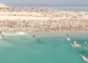 فيديو لقطيع من الغزلان هاجرا بحرًا من أفريقيا وحط بتبوك.. كلاكيت ثالث مرة