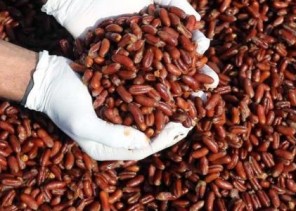 أستاذ عقاقير يحذر من استخدام نواة التمر كمشروب قهوة.. ويوضح السبب