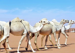 “المطلق” في لقاء تلفزيوني سابق: وسم البعير سنة ولكنه ملعون في هذه الحالة (فيديو)