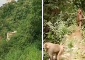 بالفيديو.. قرود “البابون” تغزو مزارع المواطنين في فيفاء وتهاجمها
