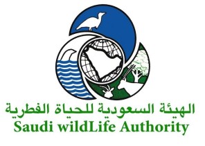 أول تعليق من “الحياة الفطرية” على واقعة ضبط الفهود المهرّبة خارج المملكة