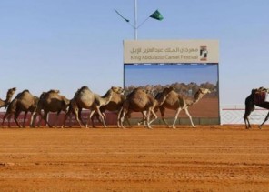 مهرجان الملك عبدالعزيز للإبل يحجب جميع الجوائز من “بن دغيثر” وتغريمه “مليون ريال”