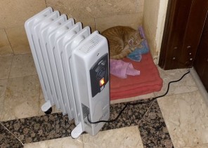 شاهد .. عائلة تضع دفاية كهربائية أمام شقتها لتدفئة القطط من البرد في المملكة