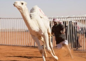 بالأسماء .. تأهل 3 مشاركين للمرحلة النهائية بمسابقة “القعود قعودك لاطرحته ” .. والكشف عن الجائزة!