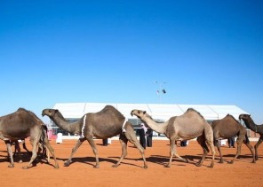 “الدبوس” يحافظ على أول الصفر* و”العتيبي” ينتزع نخبة الشعل