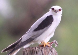 حذّر منه الرسول ﷺ.. علماء يكشفون عن “طائر الحداه “قد يكون وراء حرائق أستراليا