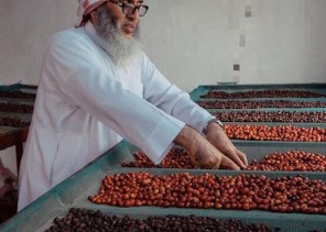 بالصور.. جبال الداير “حاضنة البن و عاصمته” تنتج أجود و أغلى أنواع البن في العالم