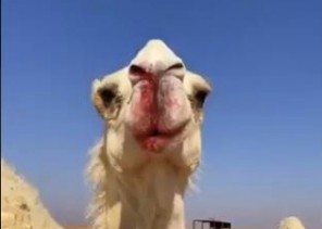 البرد إلي يدمي الخشوم .. شاهد: مافعله البرد الشديد للإبل في طريف