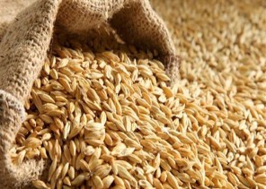 اعتباراً من الغد.. تعـديل سعـر بـيـع الشـعـيـر في كافة مناطق المملكة