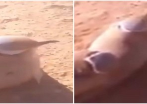 شاهد..  مواطن يوثق فيديو تجمد الطيور من شدة البرودة