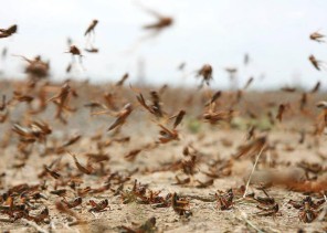 “البيئة” تطلق خدمة إلكترونية للإبلاغ عن ظهور الجراد الصحراوي