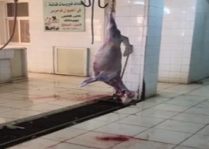 شاهد.. أغنام مُعلقة ودماء متناثرة وحشرات داخل مسلخ في بدر الجنوب