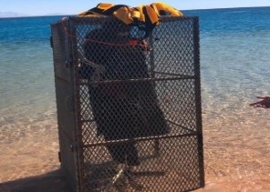 غواصين يعثرون على هيكل عظمي داخل شبك حديدي في أعماق البحر بتبوك