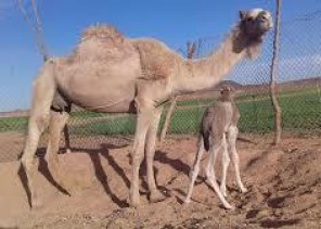 نفوق قعود بعد 20 دقيقة فقط من تركيب شريحة إلكترونية له