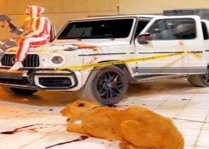 شاهد: شاب يطلق النار وبجواره أسد في الرياض