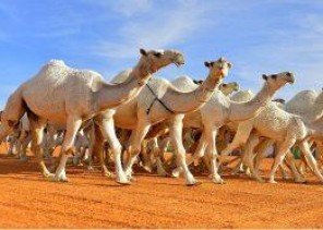 توضيح من “الداخلية” بشأن السماح لملاك الإبل بالدخول والخروج من “الرياض و المدينة و مكة”
