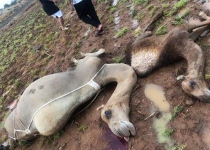 وفاة مواطن ومجموعة من الإبل بعد أن ضربته صاعقة رعدية في محافظة العارضة