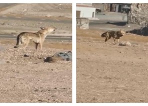 شاهد: ذئب جائع يتجول في العاقول بالمدينة المنورة .. ومواطن يوثقه وهو يعوي!