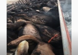 شاهد: حادث مروري مروع بين شاحنات نقل وغاز في السليل .. ونفوق 24 متناً من الإبل