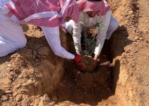رابطة تبوك الخضراء تتابع برنامجها الأول لتنمية الغطاء النباتي بالمنطقة في اليوم العالمي لمكافحة التصحر