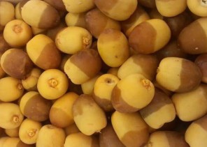 “الحصيني”: قريباً سنستقبل بواكير إنتاج الرطب بهذه المناطق