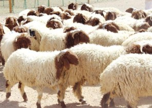 هل يجوز توكيل جمعيات البر الخيرية في شراء وذبح الأضاحي وتوزيعها على الفقراء؟ .. المطلق يجيب!