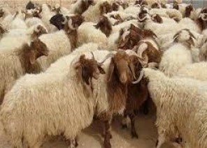الفريج: ذبح الأضحية بعد أداء صلاة عيد الأضحى أفضل من التصدق بثمنها