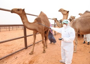 “البيئة”: سنعمل على ترقيم جميع الإبل المسجلة خلال الـ ٣ شهور المقبلة