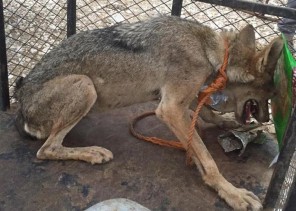 أنثى ذئب تفتك بـ 15 رأساً من الأغنام .. وهذا ما فعله مالك الأغنام بـ”سرحانة”!