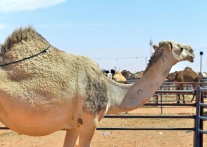 “البيئة” ترقِّم أكثر من 1.4 مليون متن إبل حتى الآن.. وتفرض عقوبات على المخالفين