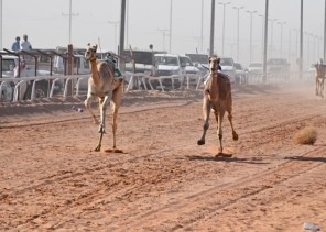 بأسرع توقيت .. القعود “معتز” يتصدر اليوم الثاني لسباقات الهجن بحائل