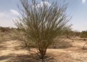 مواطن ينشئ محمية تضم 15 ألف شجرة وطيور نادرة لأهالي الدوادمي – فيديو