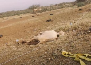 بالفيديو: إنقاذ ناقة تعرضت لصعقة كهربائية بسب أسلاك الضغط العالي