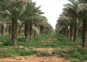 لــ” جمال الطبيعة واعتدال المناخ .. بالفيديو: مزراع قديمة في بريدة تتحول إلى أماكن سياحية ومنتزهات يقصدها السياح